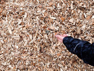 Pine Chips